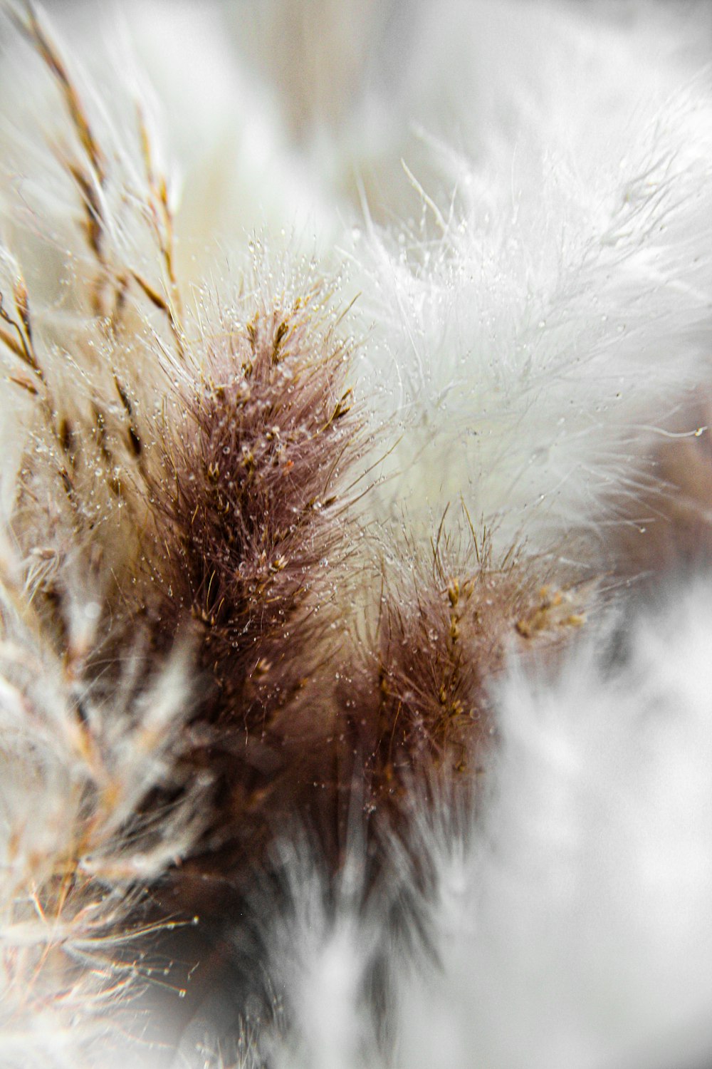a close up of a white and brown animal fur