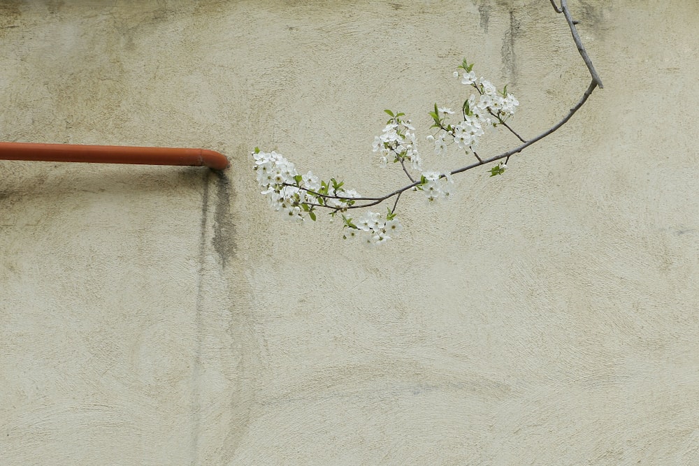 a branch of a tree with white flowers on it