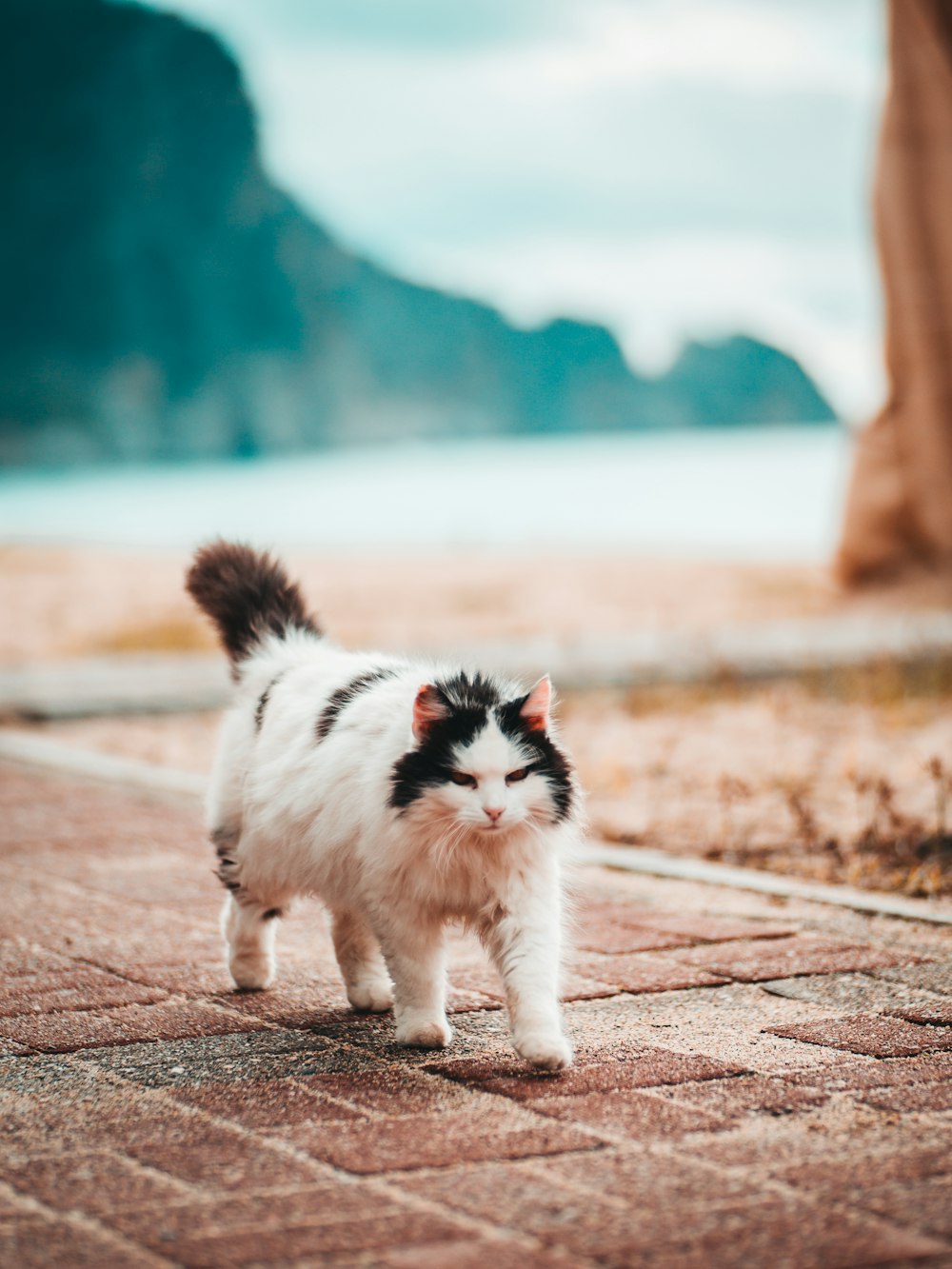 a black and white cat walking down a sidewalk