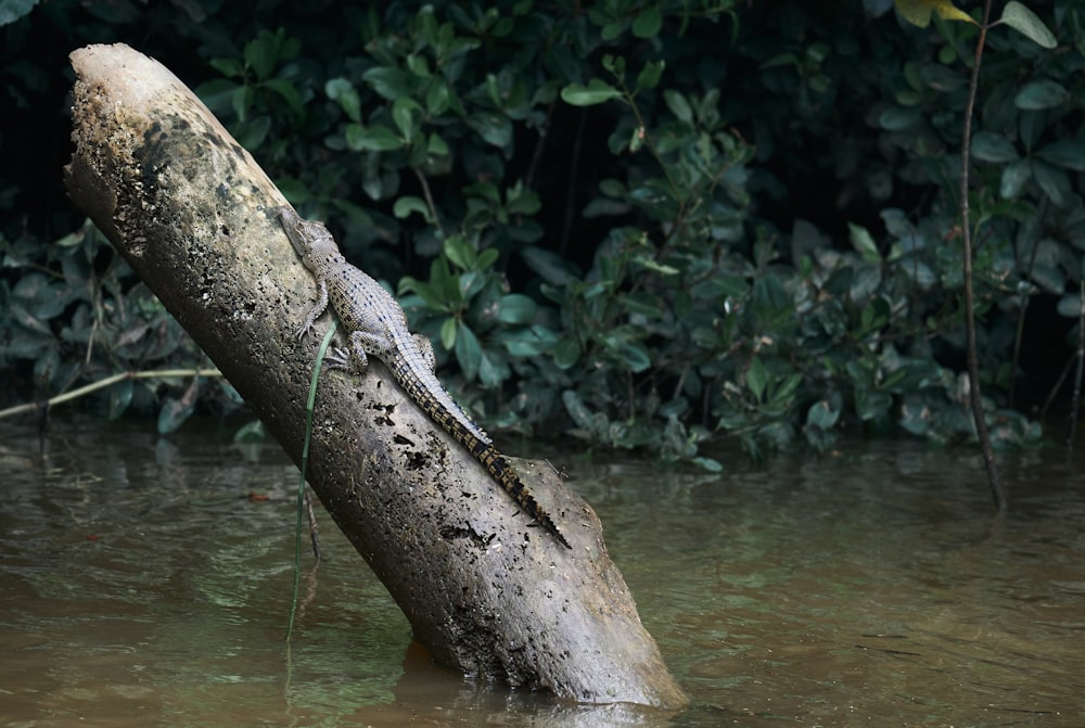 a lizard is sitting on a log in the water