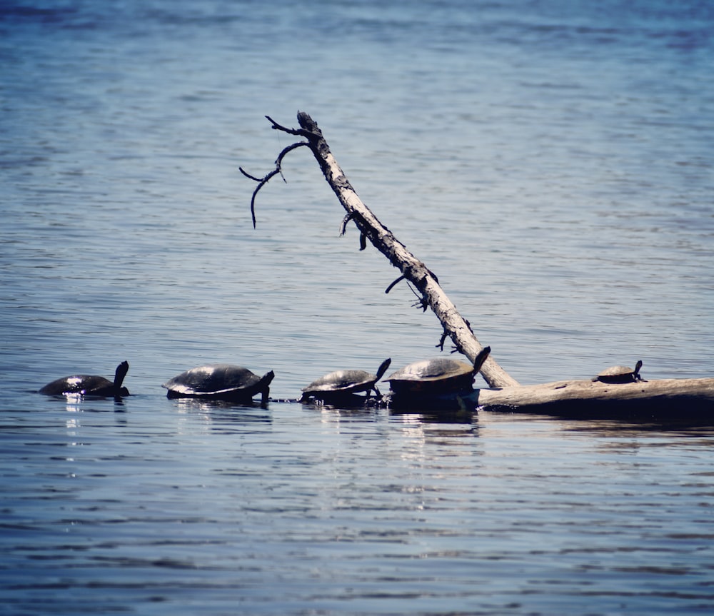 a group of turtles sitting on top of a log in the water