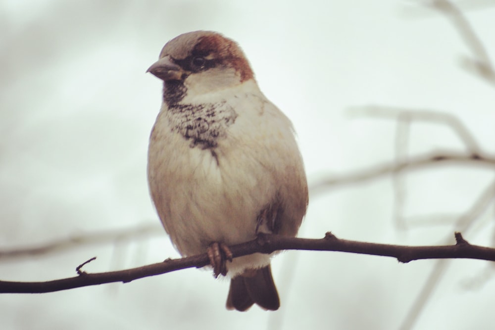 a small bird sitting on a branch of a tree