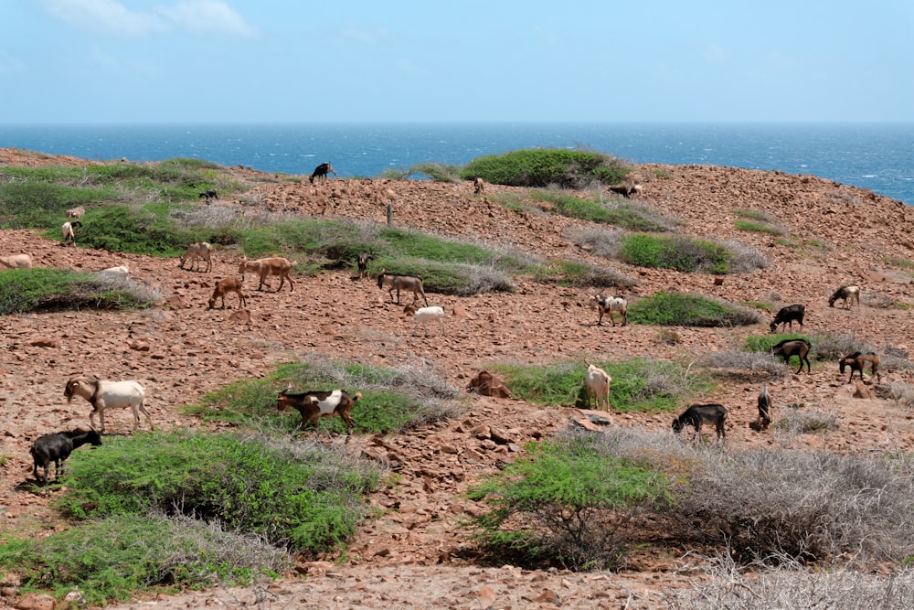 a herd of goats grazing on a rocky hillside