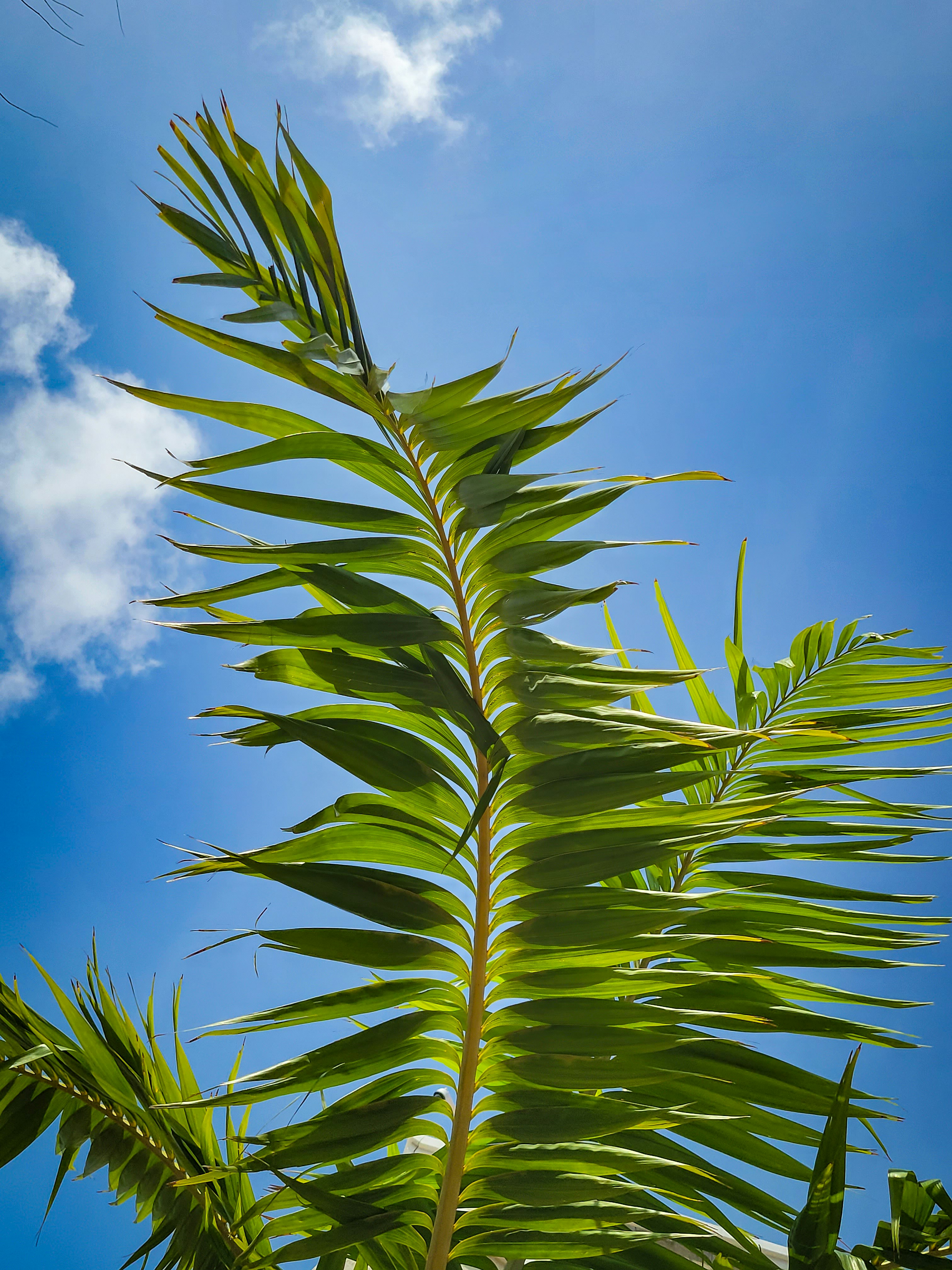 a close up of a green plant with a blue sky in the background