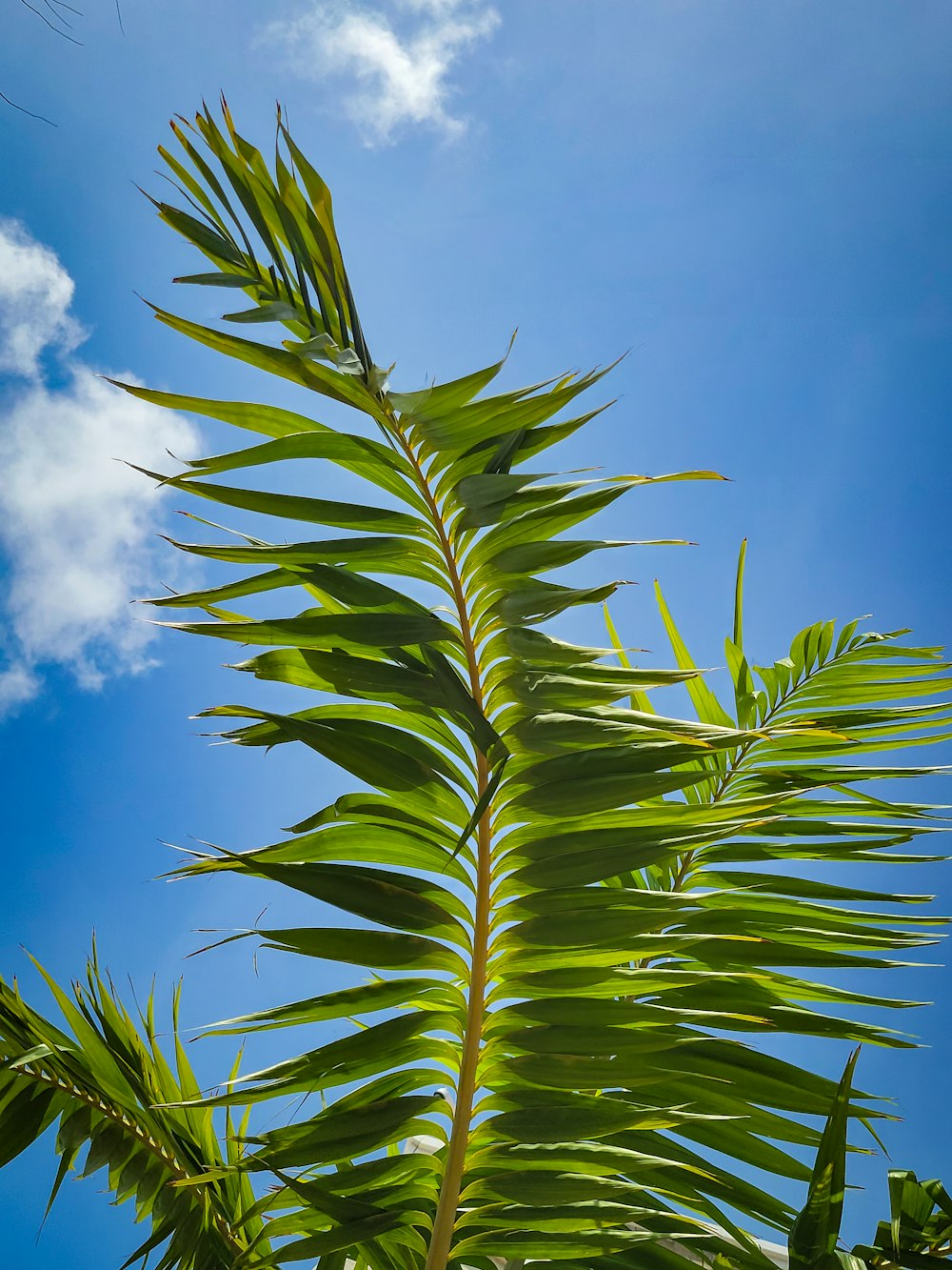 a close up of a green plant with a blue sky in the background