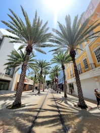 a person riding a bike down a street lined with palm trees