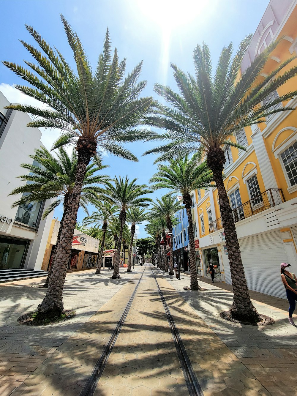 a person riding a bike down a street lined with palm trees