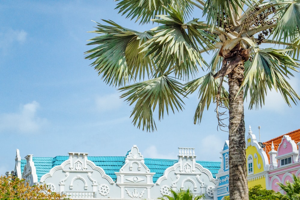 a palm tree in front of a colorful building