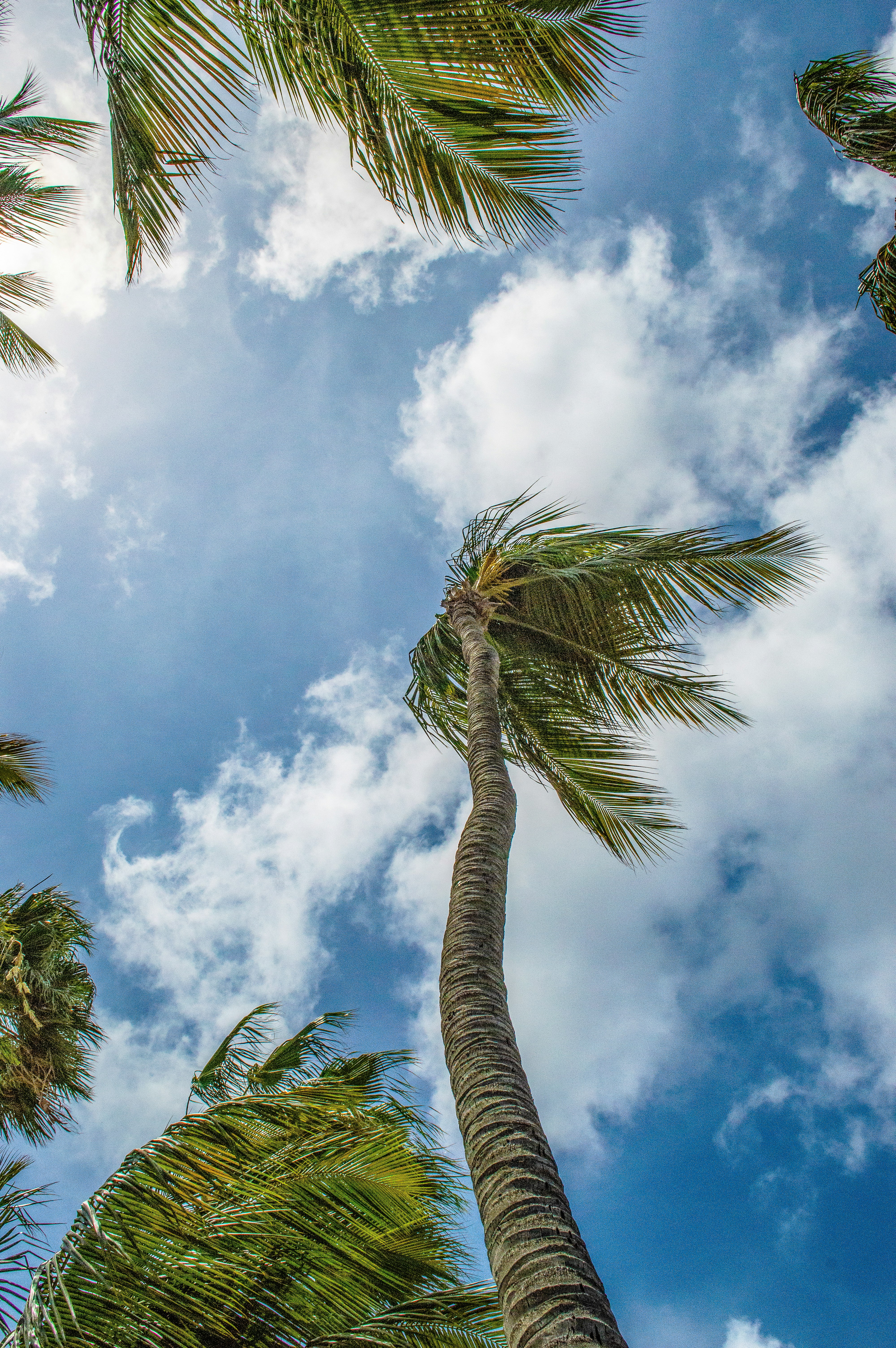 a group of palm trees reaching up into the sky