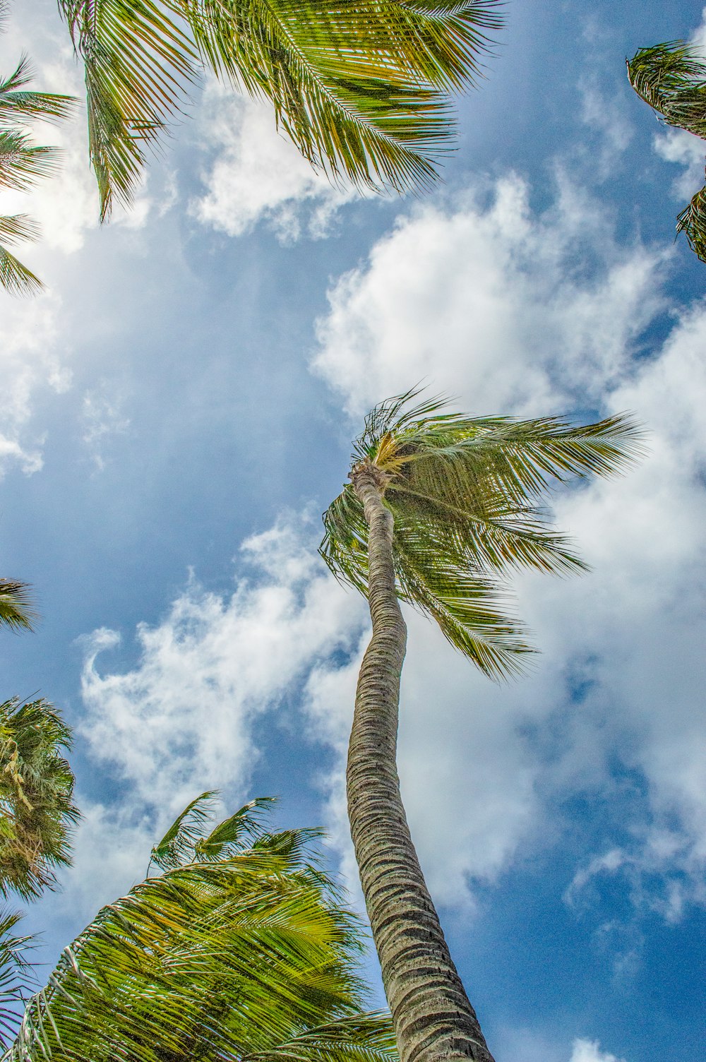 a group of palm trees reaching up into the sky