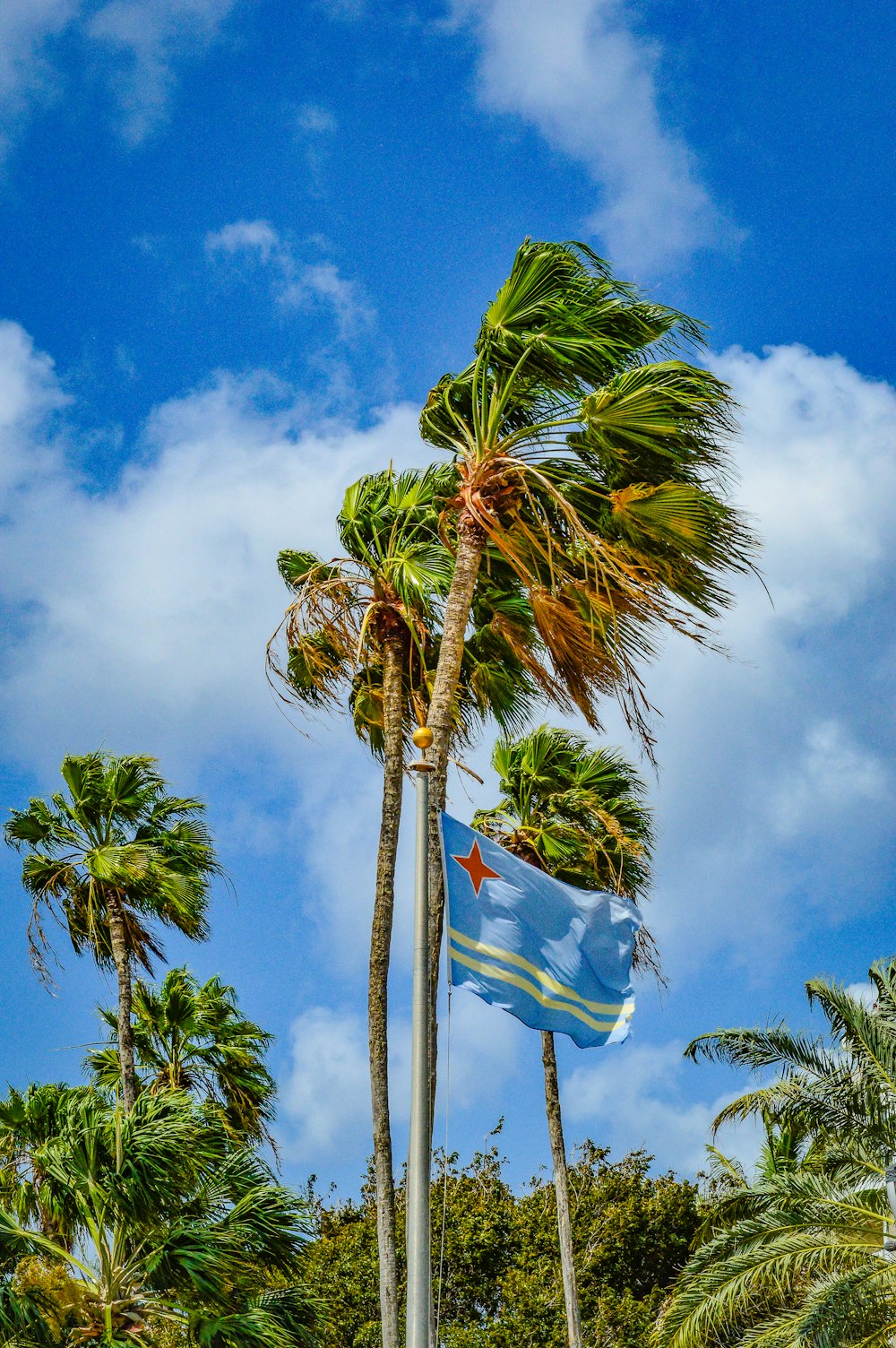 palm trees blowing in the wind on a sunny day