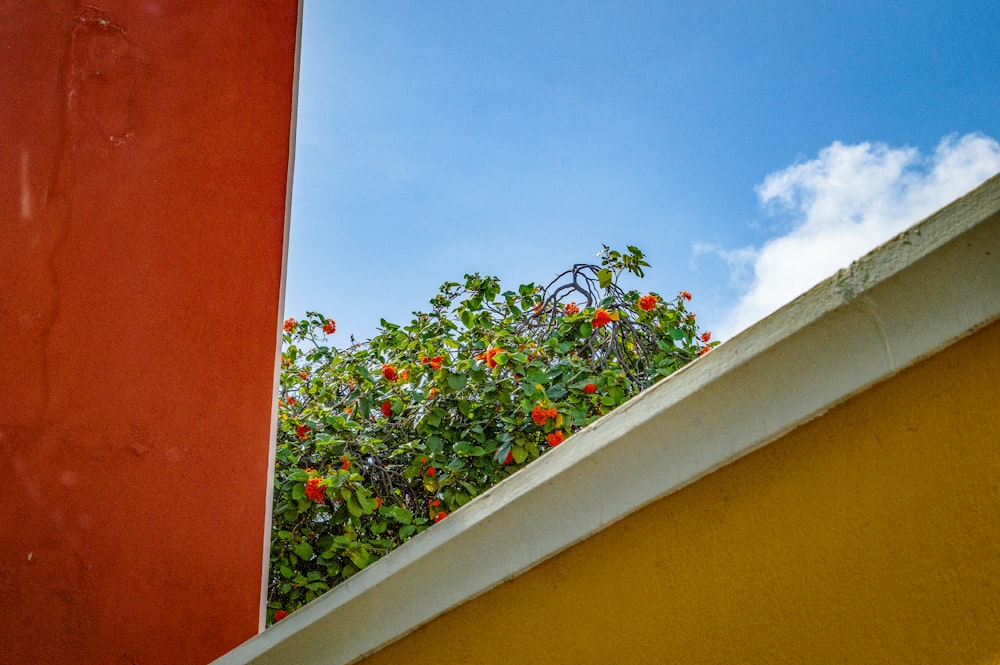 a tree with oranges growing on it next to a building