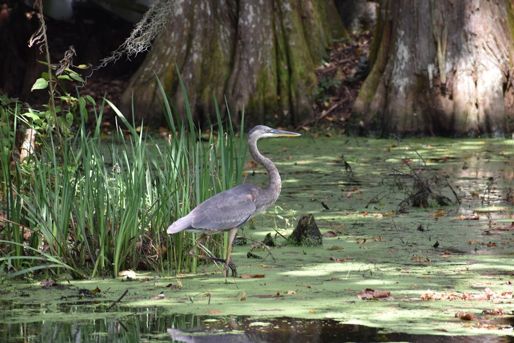 a bird is standing in a swampy area