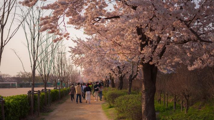a group of people walking down a path lined with trees
