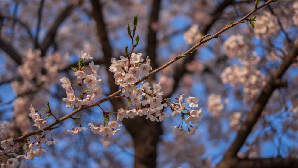 a close up of a tree with white flowers