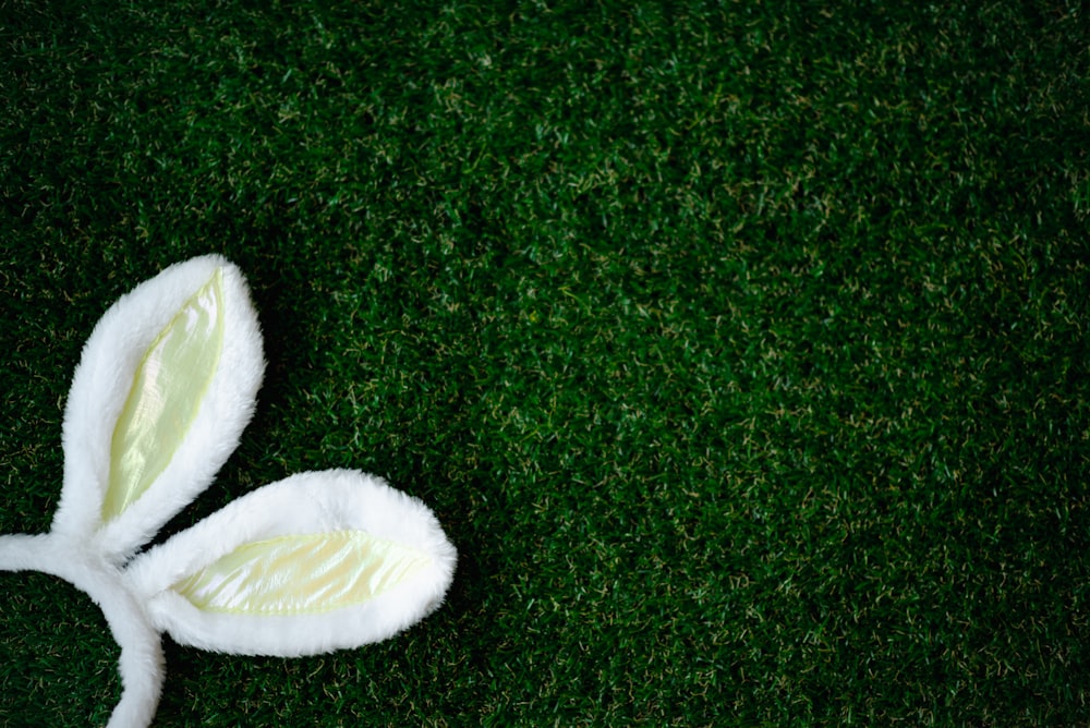 a white bunny ears laying on top of green grass