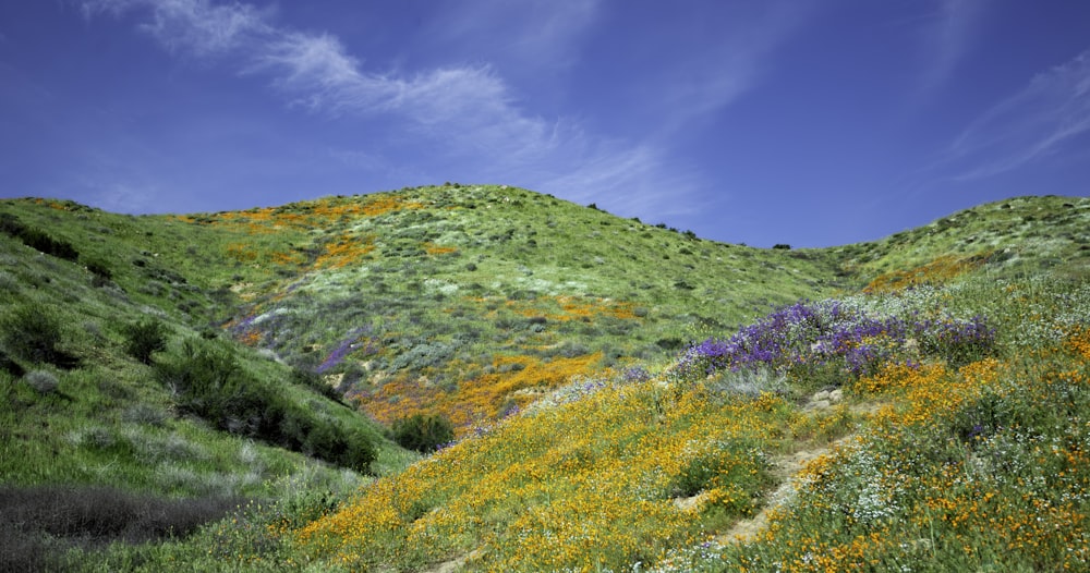 緑と黄色の花がたくさん咲く丘の中腹