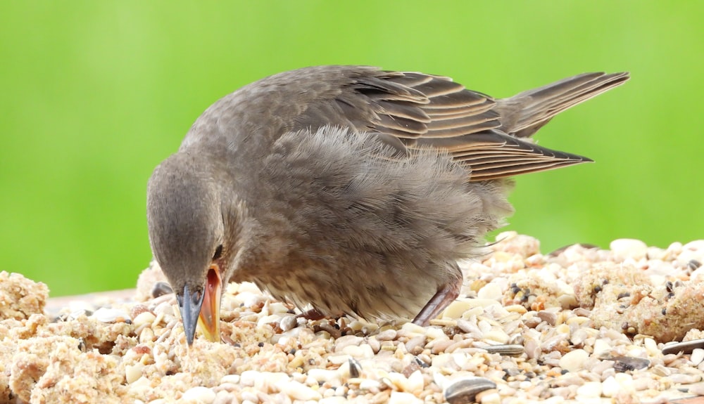 a small bird standing on top of a pile of gravel