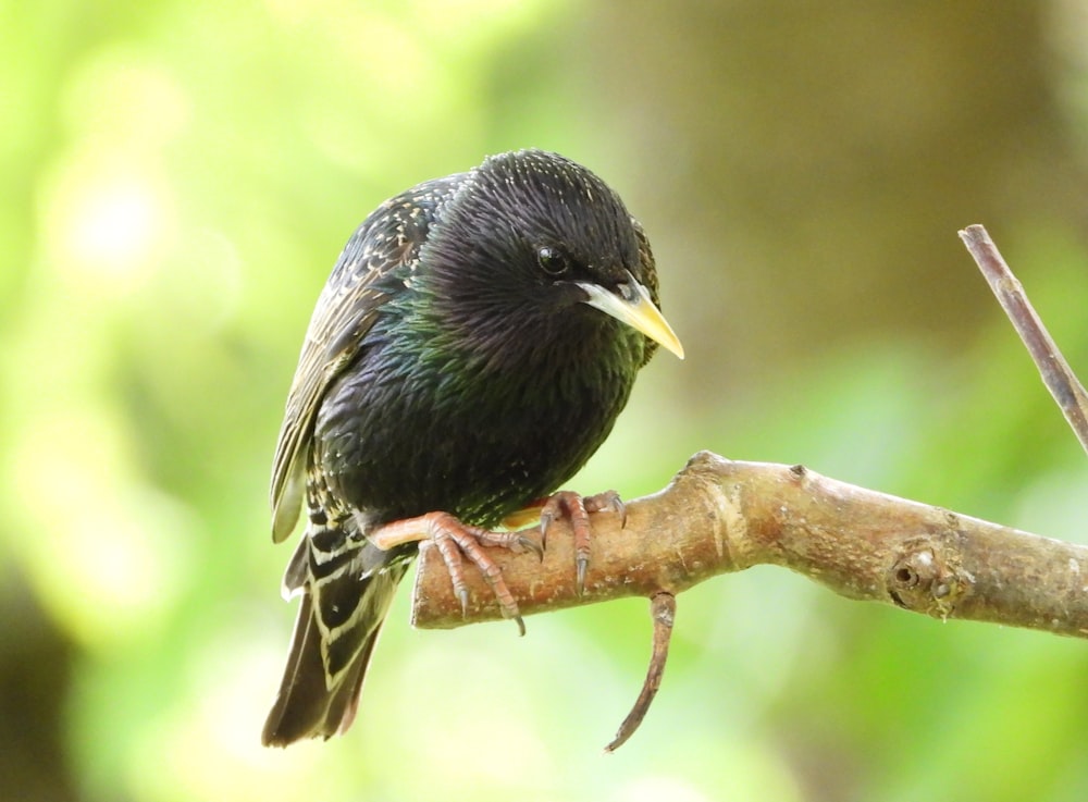 a black bird perched on a tree branch