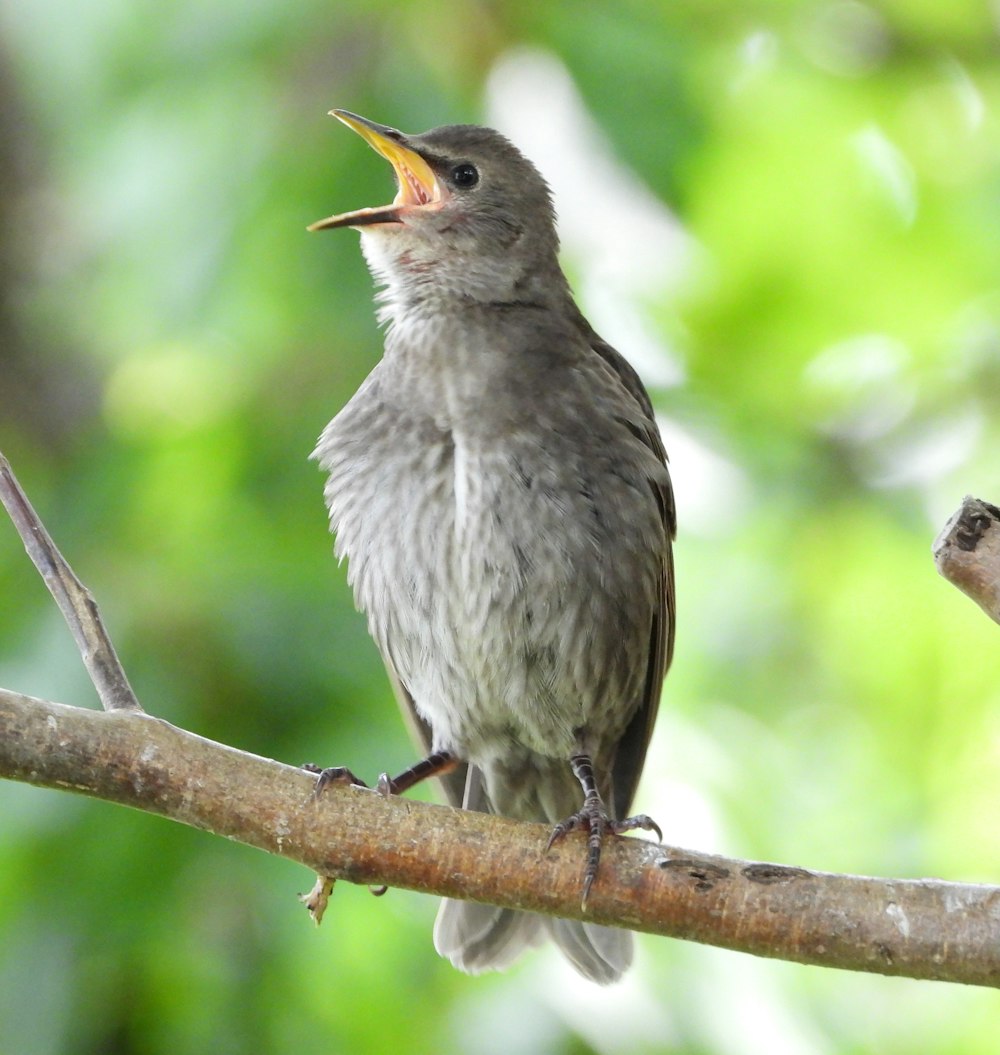 a bird sitting on a branch with its mouth open