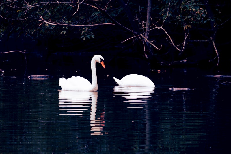 Cisnes românticos em lago sereno