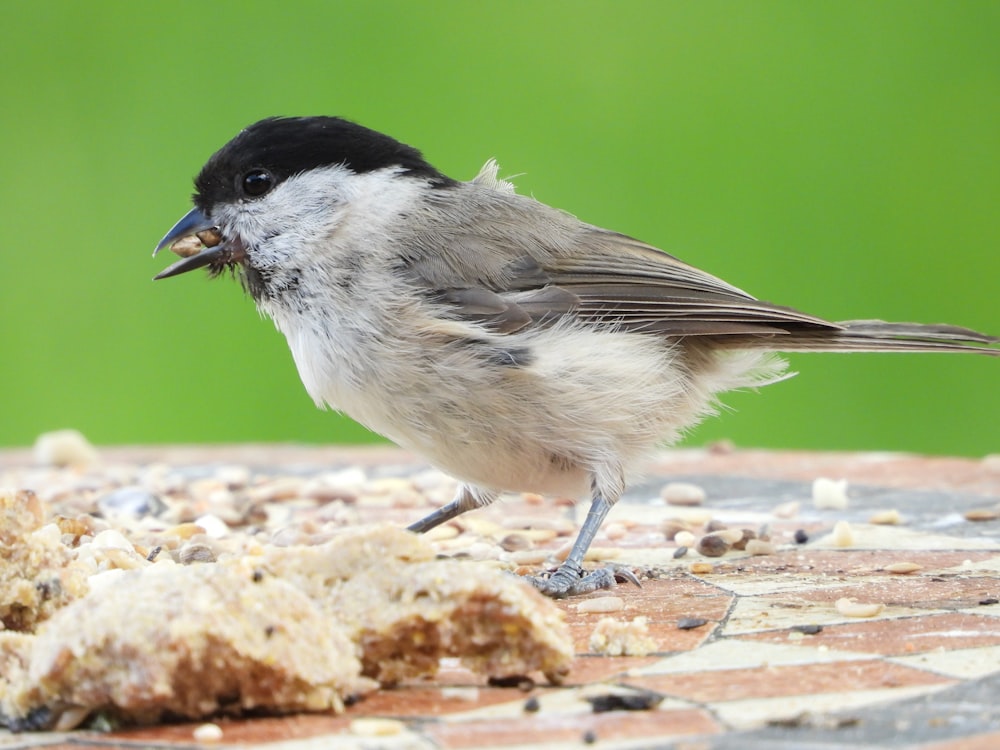 a small bird with a piece of food in it's mouth