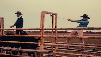 A cowboy administering medication to a calm cow, showcasing care and expertise.