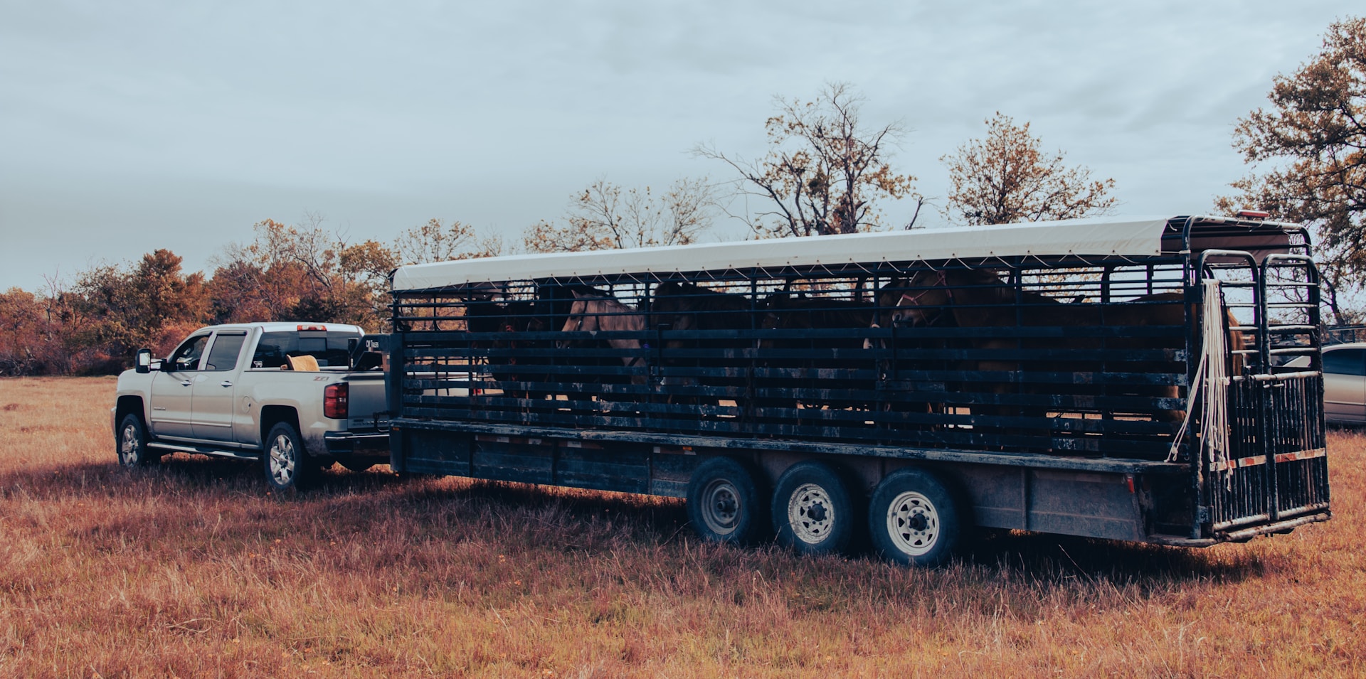 a truck with a trailer full of animals