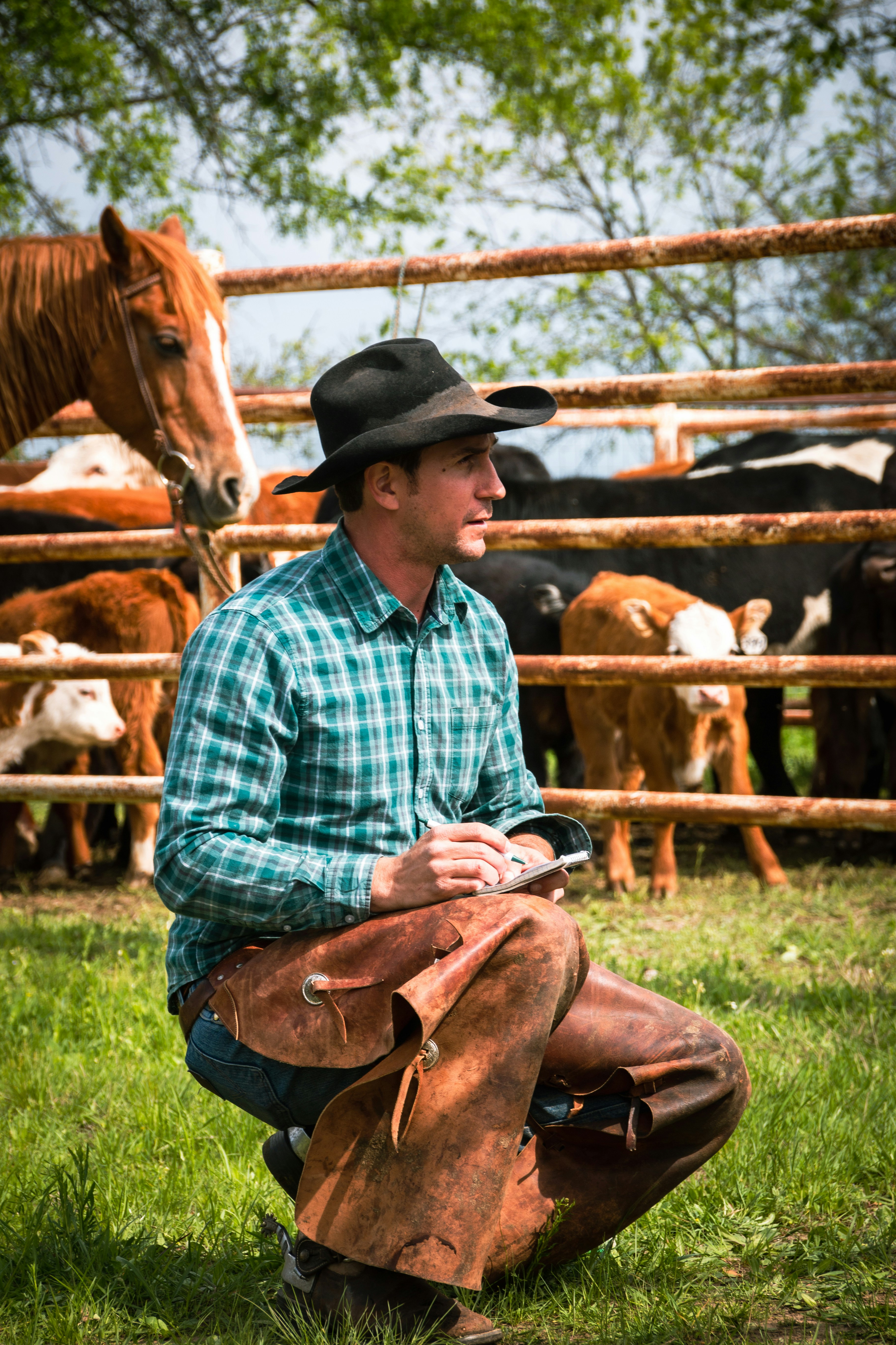 Rancher checking on cattle in a fenced pasture.