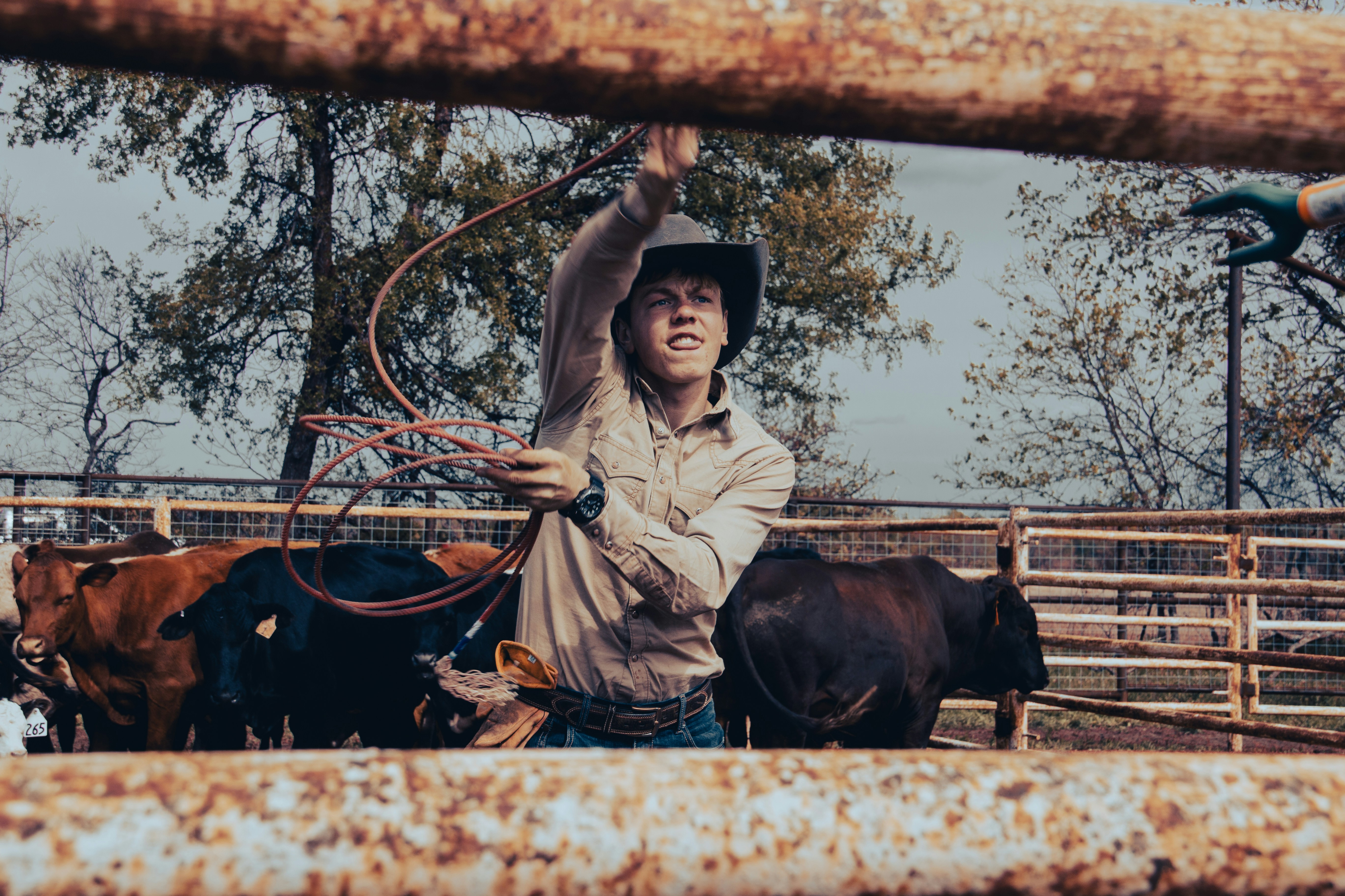 a man in a cowboy hat is holding a lasso above a herd of cattle