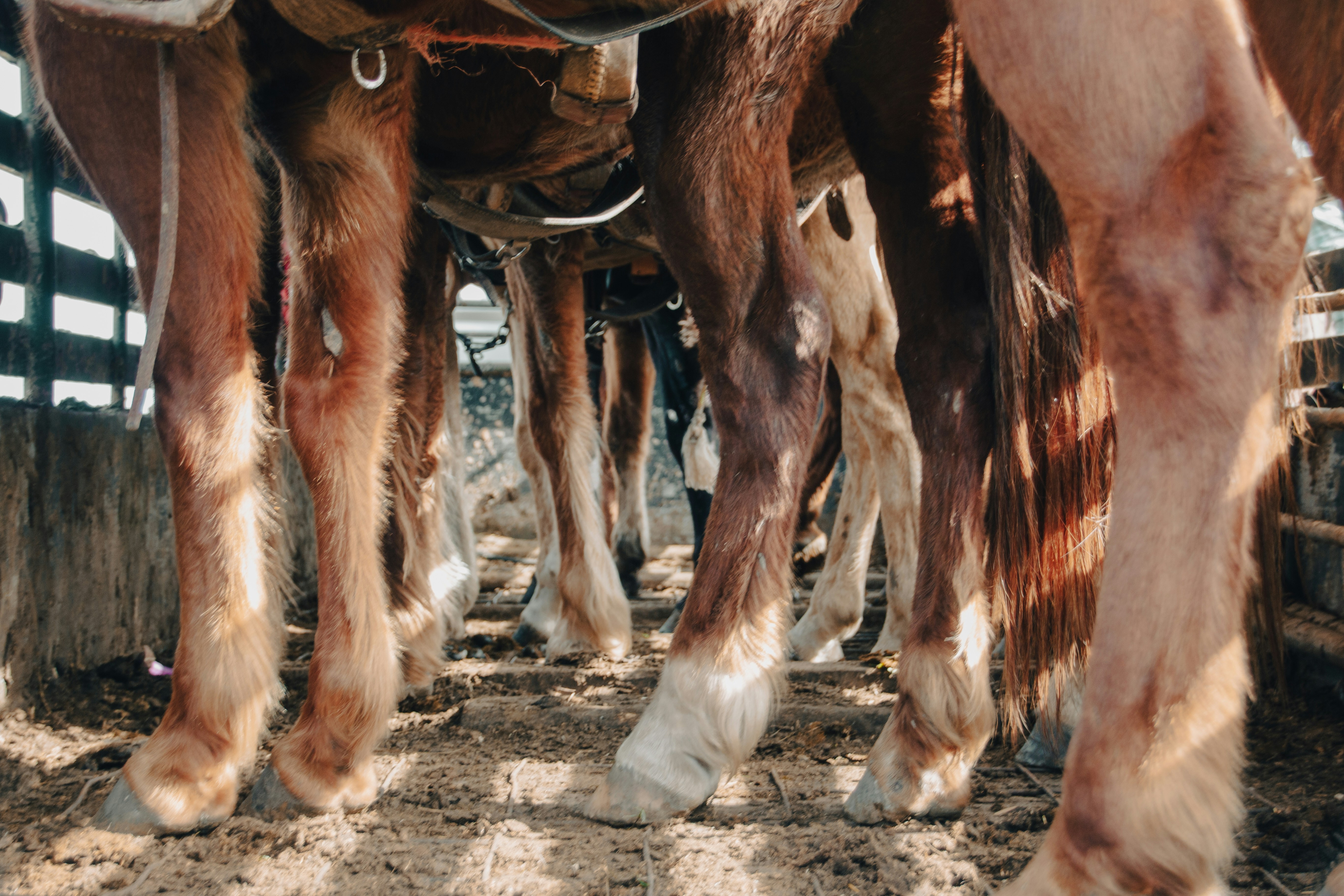 Laminitis en Caballos – Síntomas, Causas, Prevención…