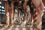 A close-up view of multiple horses standing side by side in a row. The focus is on their legs and hooves, with a wooden fence in the background. The ground is earthy, with sunlight casting shadows on the horses and ground.