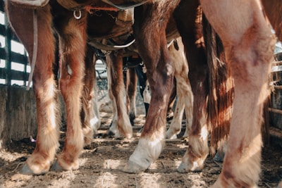 A close-up view of multiple horses standing side by side in a row. The focus is on their legs and hooves, with a wooden fence in the background. The ground is earthy, with sunlight casting shadows on the horses and ground.