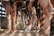 A close-up view of multiple horses standing side by side in a row. The focus is on their legs and hooves, with a wooden fence in the background. The ground is earthy, with sunlight casting shadows on the horses and ground.
