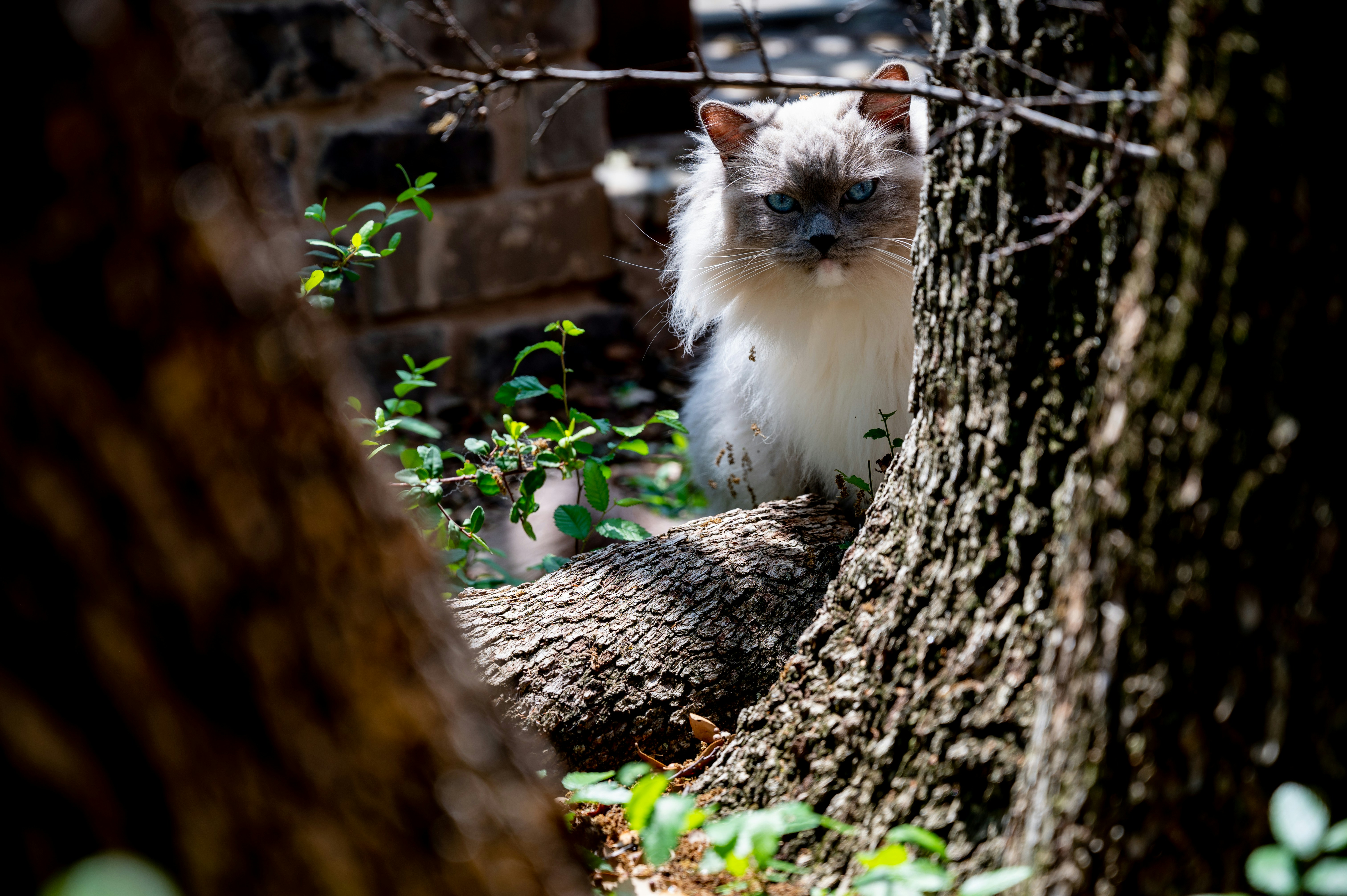 a cat sitting in the shade of a tree