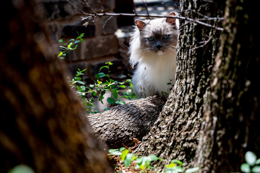 a cat sitting in the shade of a tree