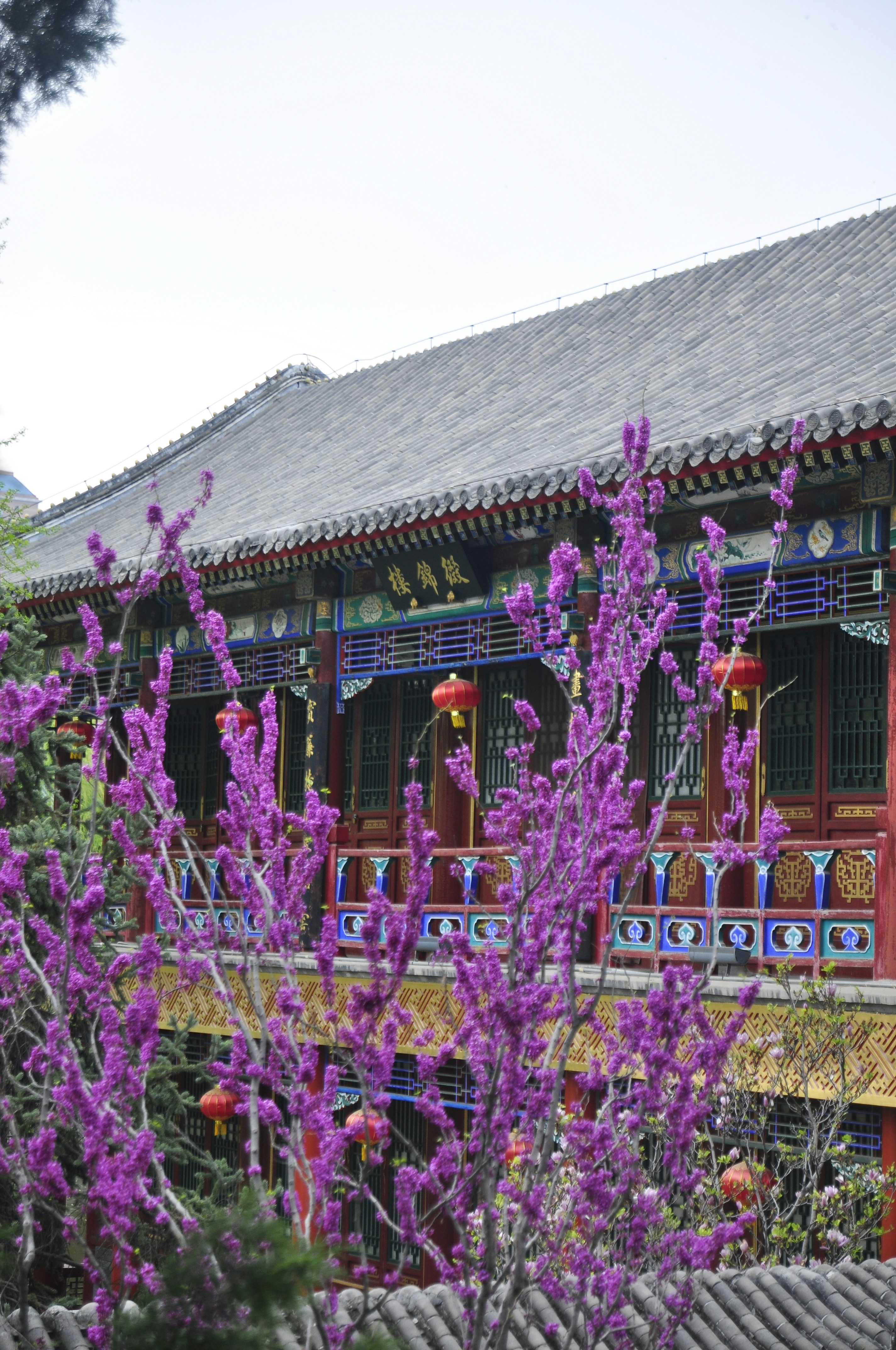 a building with purple flowers in front of it