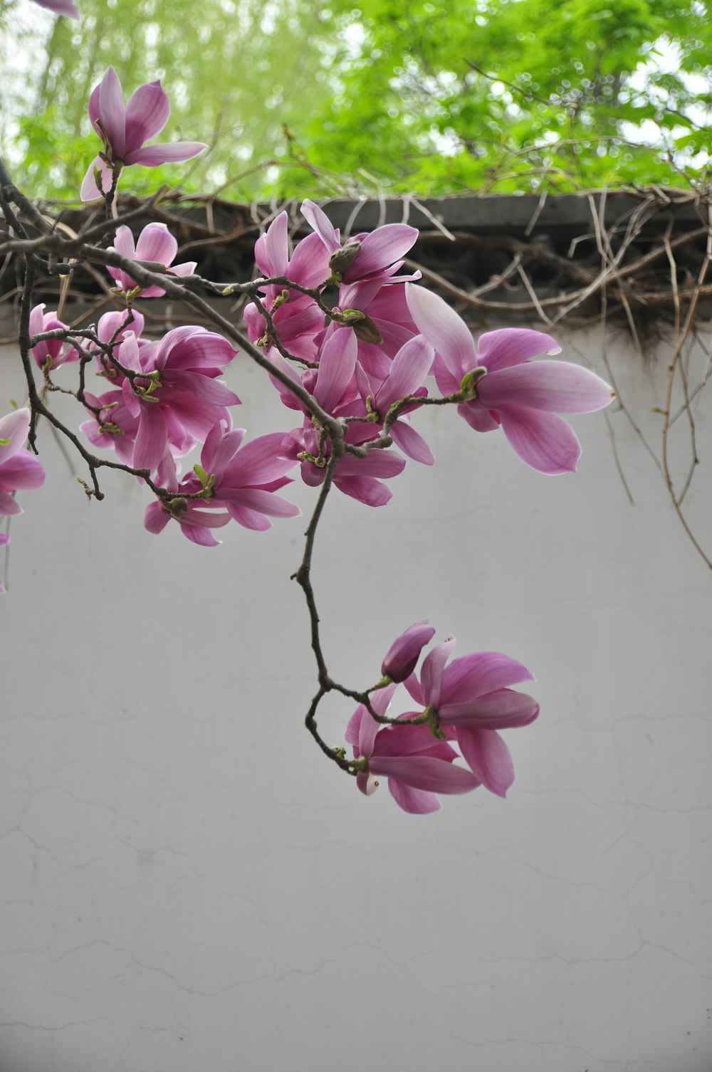 a branch with pink flowers hanging from it