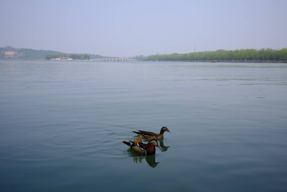 a couple of ducks floating on top of a lake