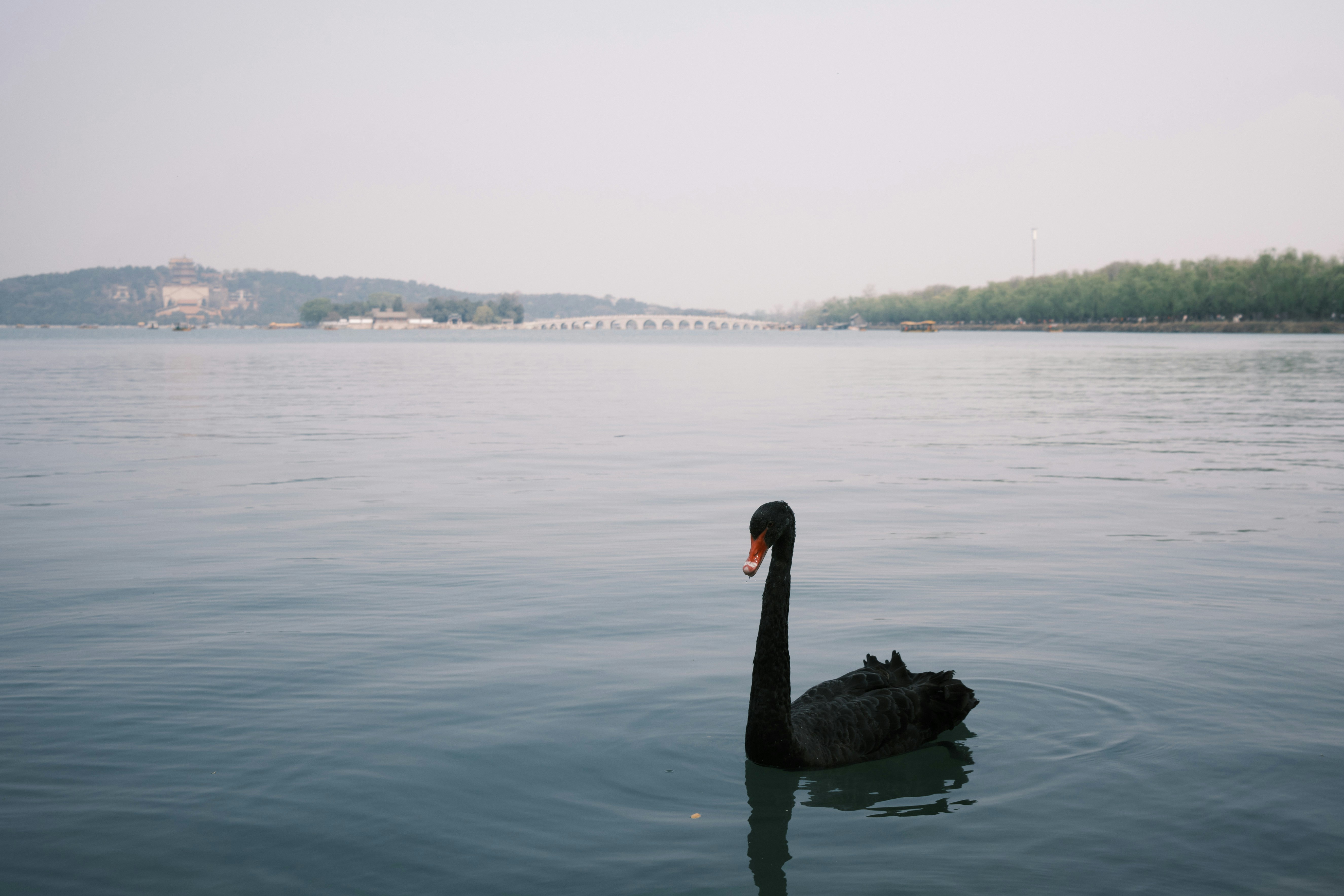 a black swan floating on top of a lake
