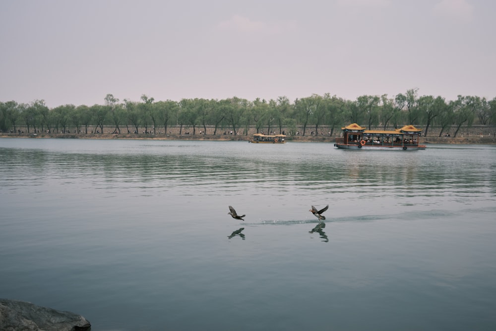 a group of birds flying over a body of water