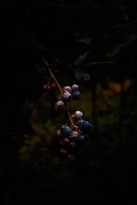 Liofilizuotos mėlynės