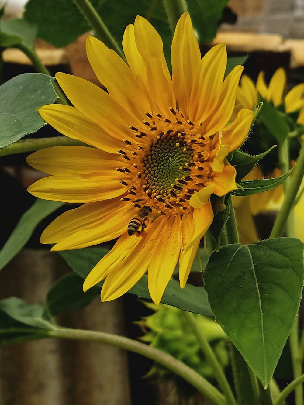 a large sunflower with a bee on it