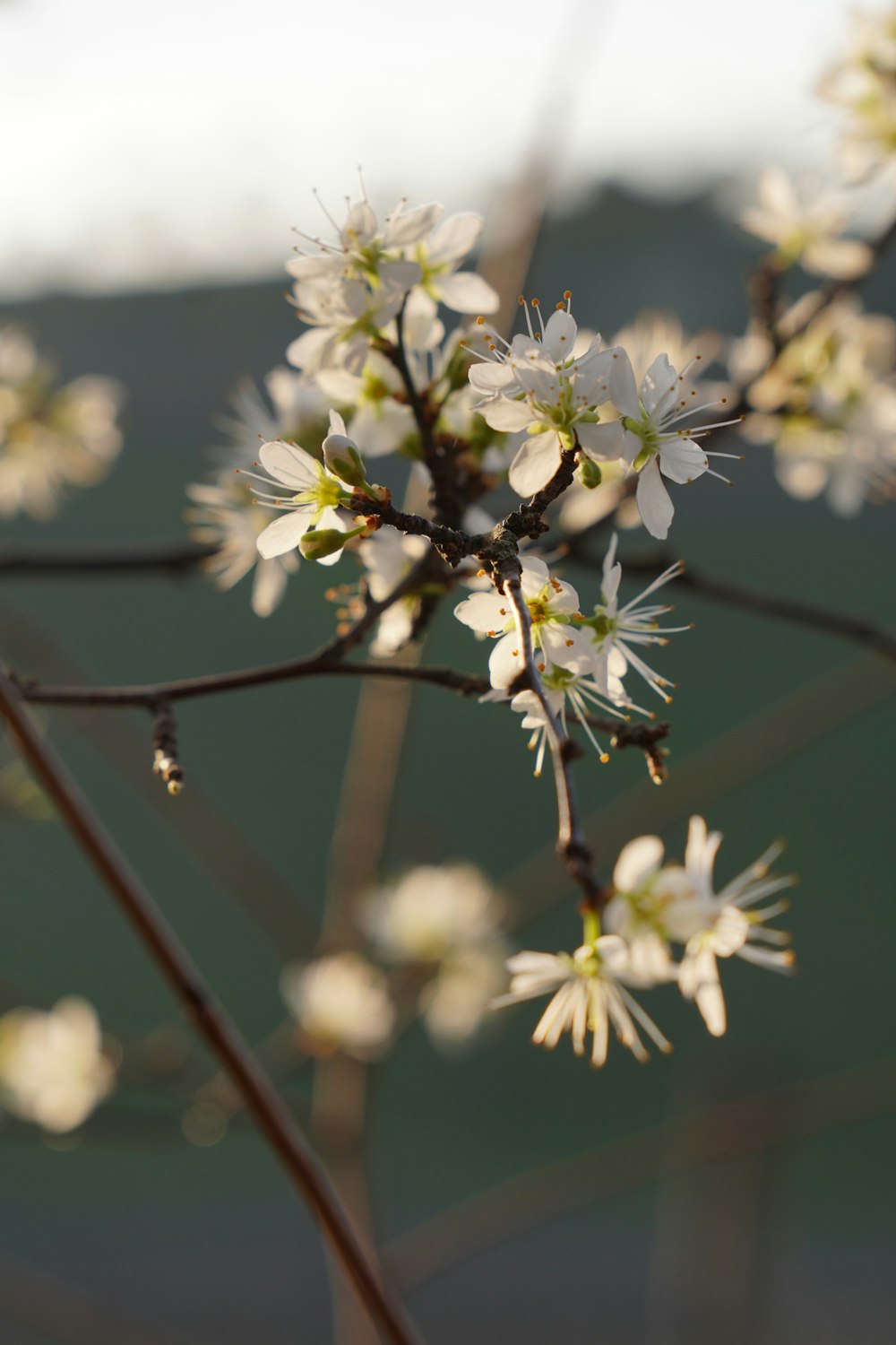 a close up of a tree with white flowers