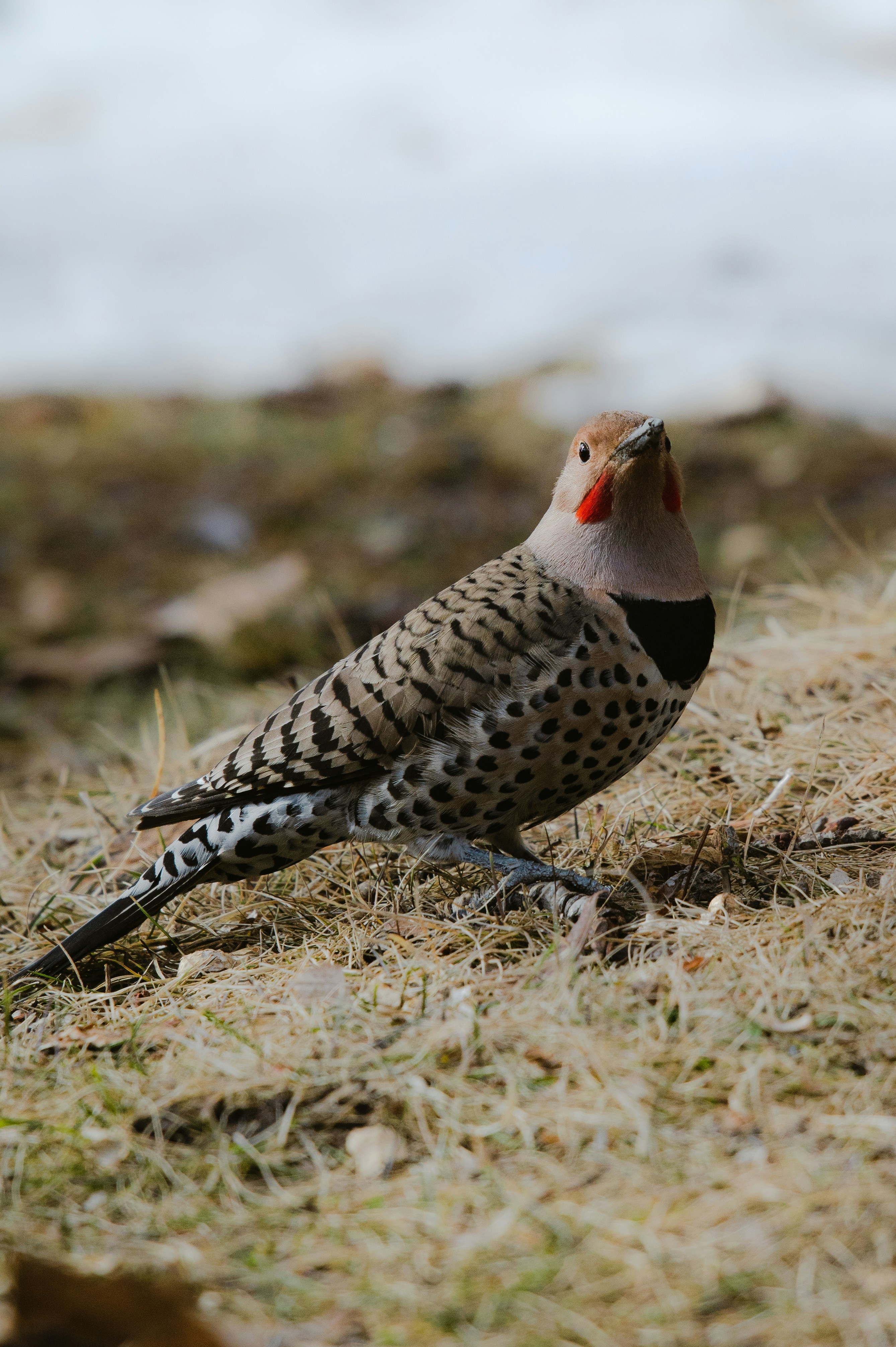 a bird standing in the grass near a body of water
