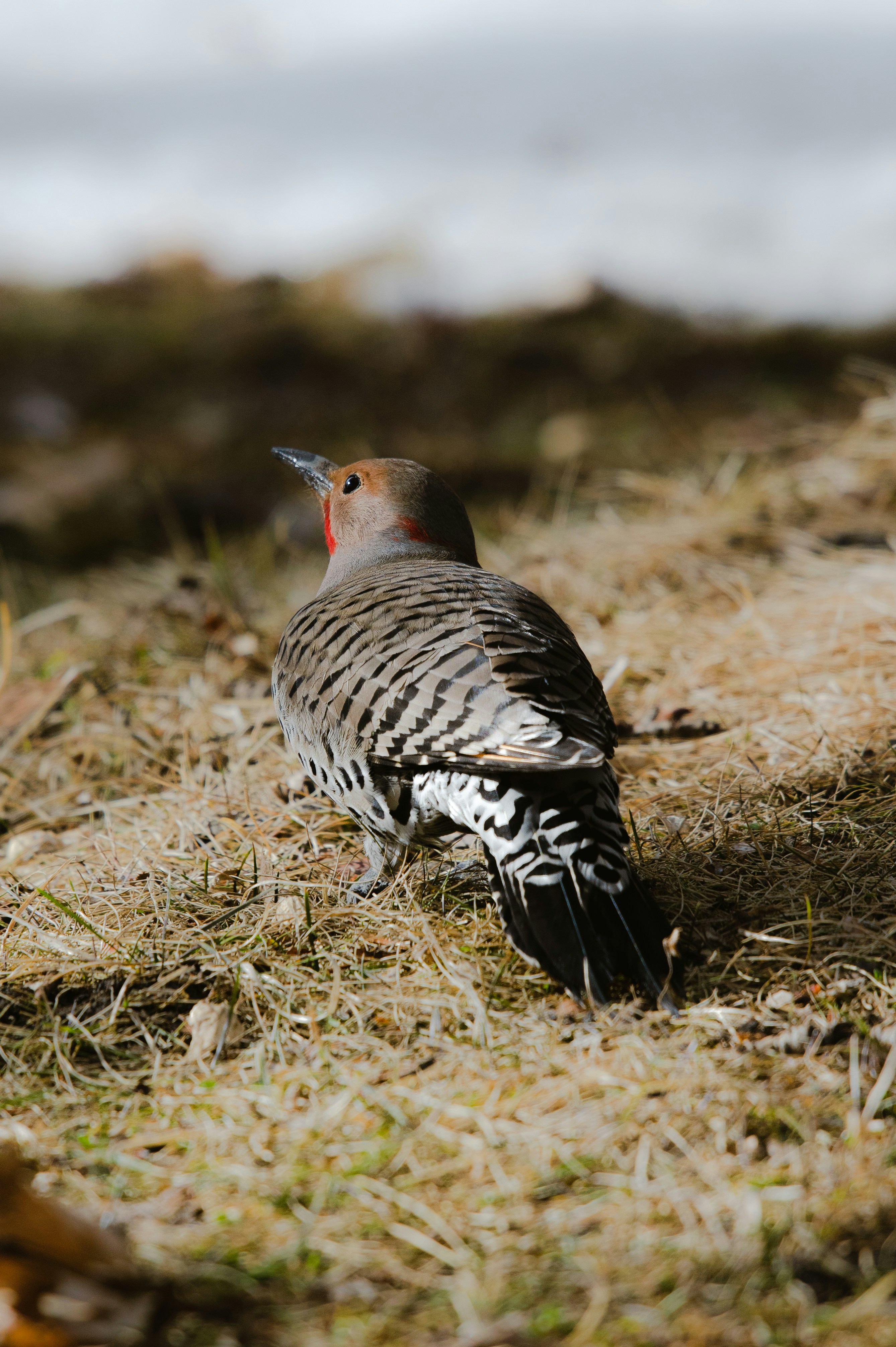 a bird standing on the ground in the grass