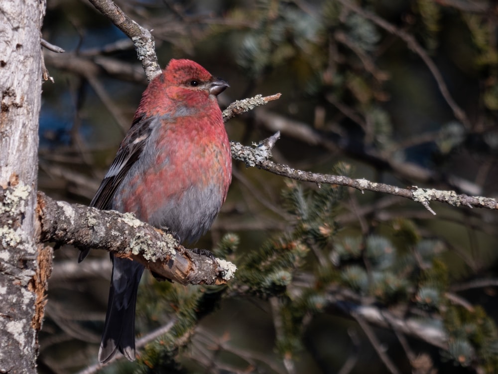 a red and black bird perched on a tree branch