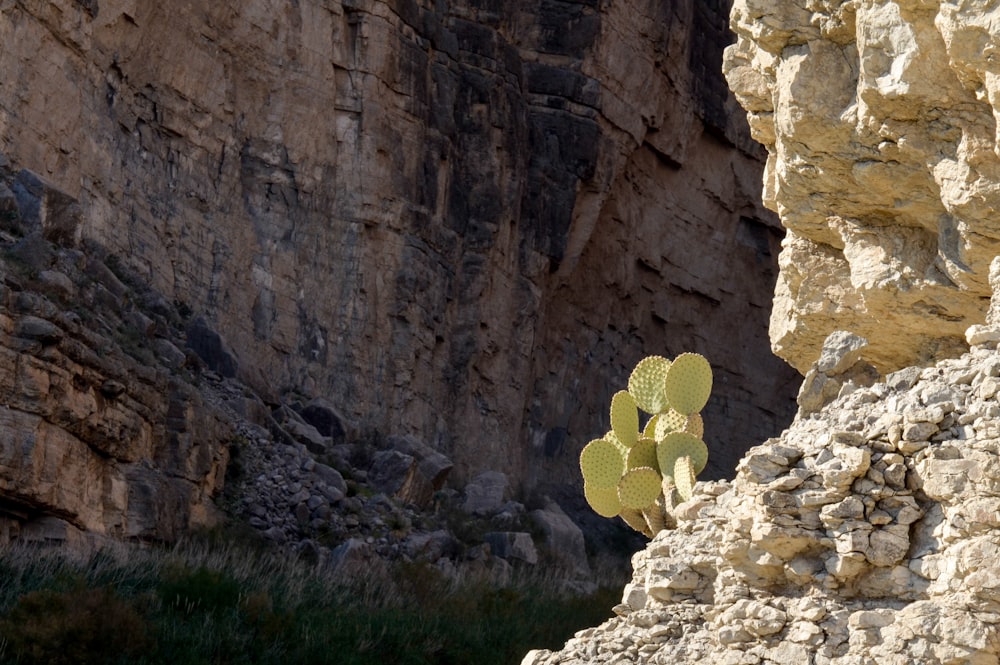 a cactus growing out of the side of a cliff