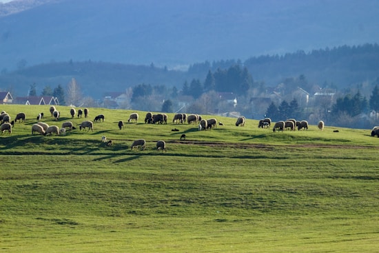 A flock of sheep grazing on a lush green hillside. The background features a picturesque landscape with rolling hills and scattered trees under a blue, slightly hazy sky. Several houses are visible in the distance, nestled among the trees.