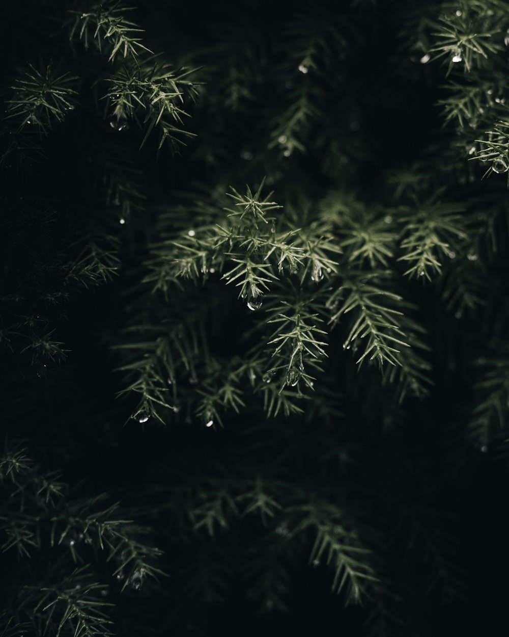 a close up of a pine tree with drops of water on it